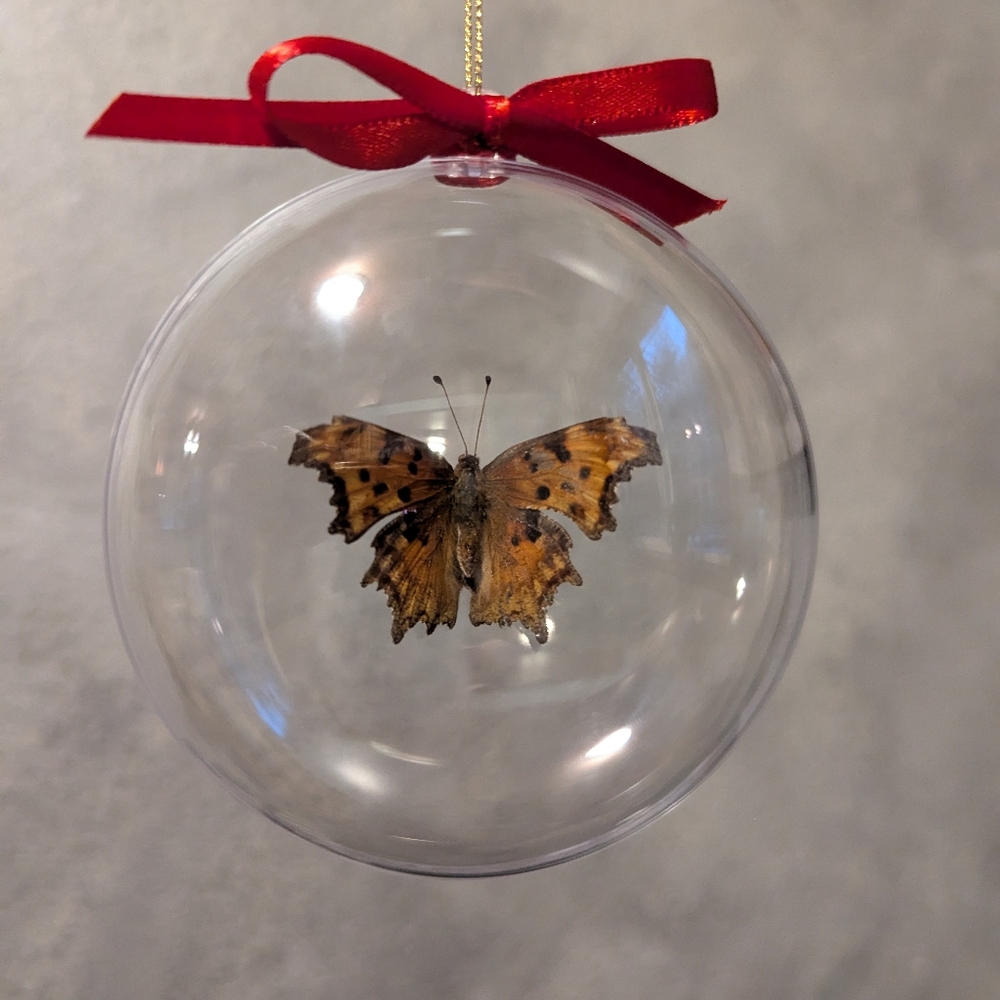 Christmas Ornament Real Butterfly
